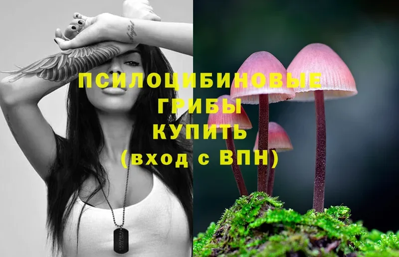 где купить наркоту  Ряжск  omg ссылка  Галлюциногенные грибы Psilocybe 